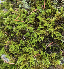 Homalothecium aeneum