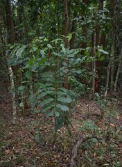 Dysoxylum