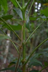 Dysoxylum