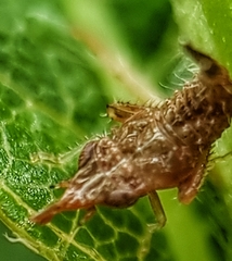 Hylicinae
