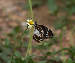 Danaus affinis