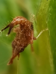 Hylicinae