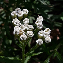 Achillea ptarmicoides