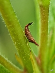 Hylicinae