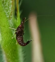 Hylicinae