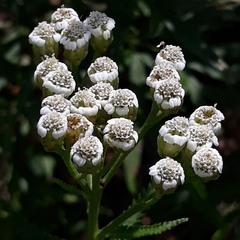 Achillea ptarmicoides