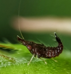 Hylicinae