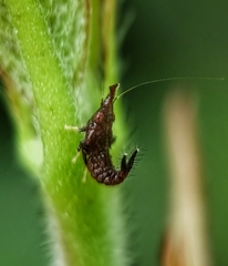 Hylicinae