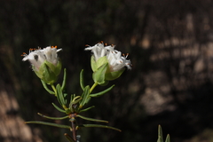 Pimelea angustifolia