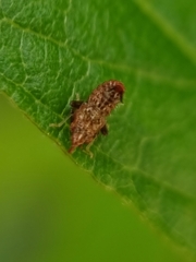 Hylicinae