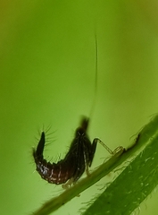 Hylicinae