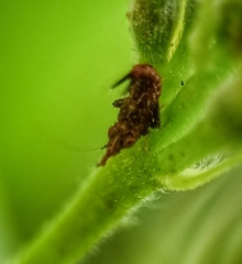 Hylicinae