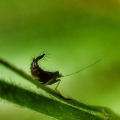 Hylicinae