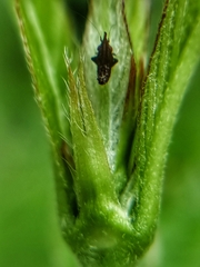 Hylicinae