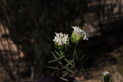 Pimelea angustifolia