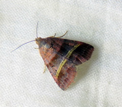 Ozarba punctigera