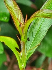 Hylicinae