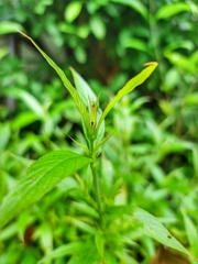 Hylicinae