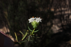 Pimelea angustifolia