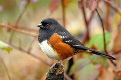 Pipilo maculatus oregonus