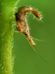 Hylicinae