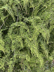 Gleichenia