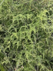 Gleichenia