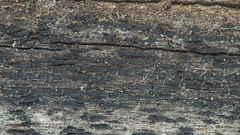 Hysterium hyalinum