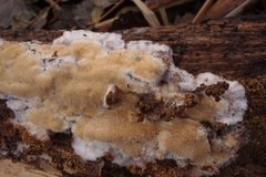 Brunneoporus minutus