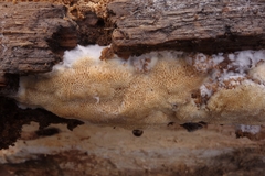 Brunneoporus minutus