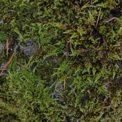 Homalothecium aeneum