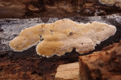 Brunneoporus minutus