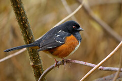 Pipilo maculatus oregonus