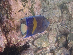 Pomacanthus maculosus