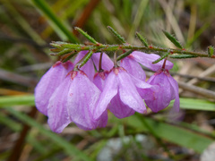 Tetratheca labillardierei