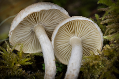 Pholiota decorata
