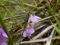 Tetratheca labillardierei