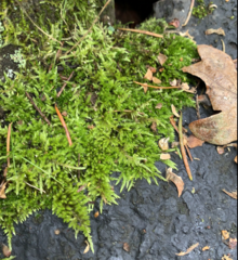 Homalothecium aeneum