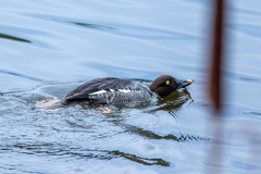 Bucephala clangula americana