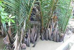 Nypa fruticans