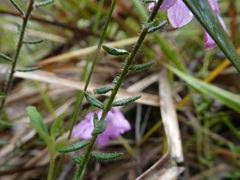 Tetratheca labillardierei