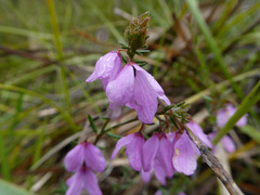 Tetratheca labillardierei