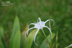 Hymenocallis speciosa