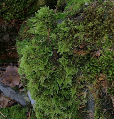 Homalothecium aeneum