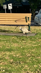Threskiornis molucca