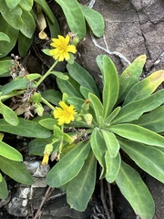 Crepidiastrum lanceolatum