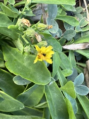 Crepidiastrum lanceolatum