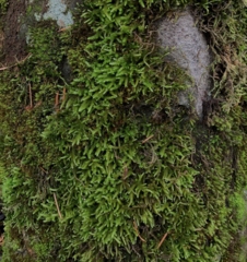 Pseudisothecium cristatum