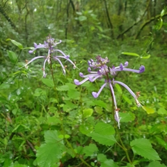 Plectranthus ambiguus