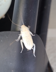 Drymaplaneta semivitta